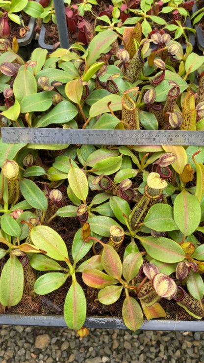 N. platychila x dactylifera - assorted clones: BE-3847 *Pre-Order*
