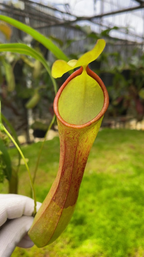 N. burkei x reinwardtiana - assorted clones: BE-3849