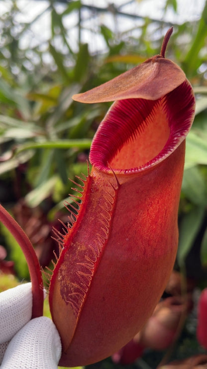 N. diatas – Gng Masurai - selected clone: BE-3861