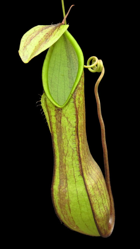 N. tentaculata – selected clone: BE-3870 *Pre-Order*