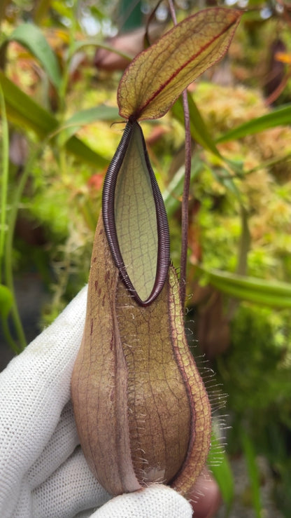 N. tentaculata – selected clone: BE-3870 *Pre-Order*