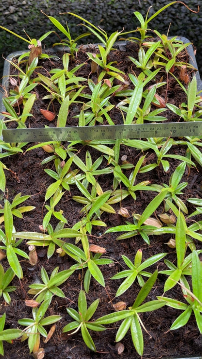 N. tentaculata – selected clone: BE-3870 *Pre-Order*