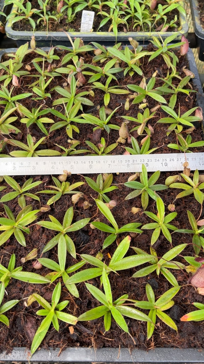 N. tentaculata – selected clone: BE-3870 *Pre-Order*