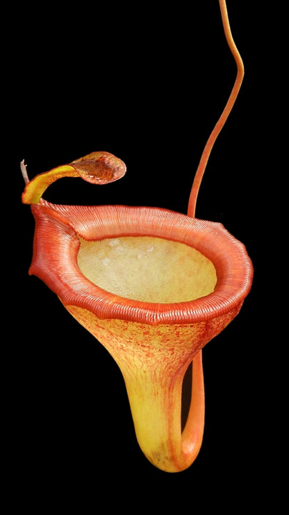 N. jamban – grex # 1 – two selected clones: BE-3875