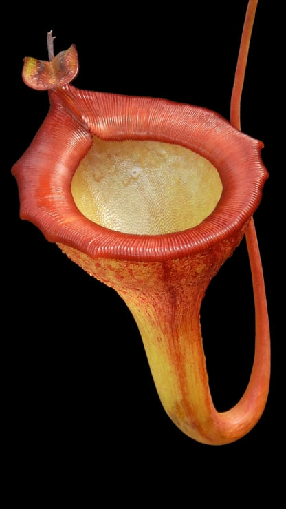 N. jamban – grex # 1 – two selected clones: BE-3875 *Pre-Order*