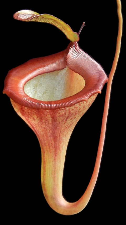 N. jamban – grex # 1 – two selected clones: BE-3875 *Pre-Order*