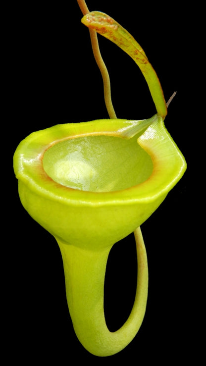 N. jamban – grex # 1 – two selected clones: BE-3875 *Pre-Order*