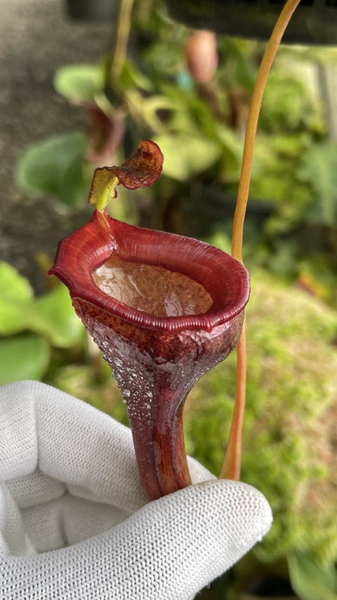 N. jamban – grex # 1 – two selected clones: BE-3875 *Pre-Order*