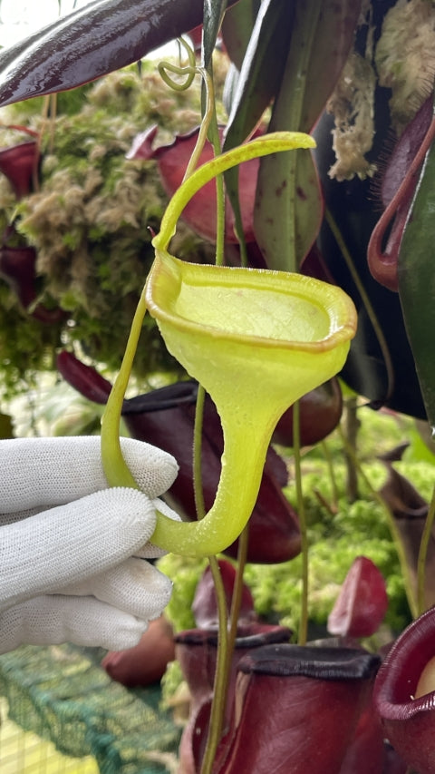 N. jamban – grex # 1 – two selected clones: BE-3875 *Pre-Order*