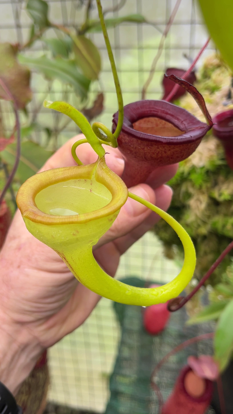 N. jamban – grex # 1 – two selected clones: BE-3875