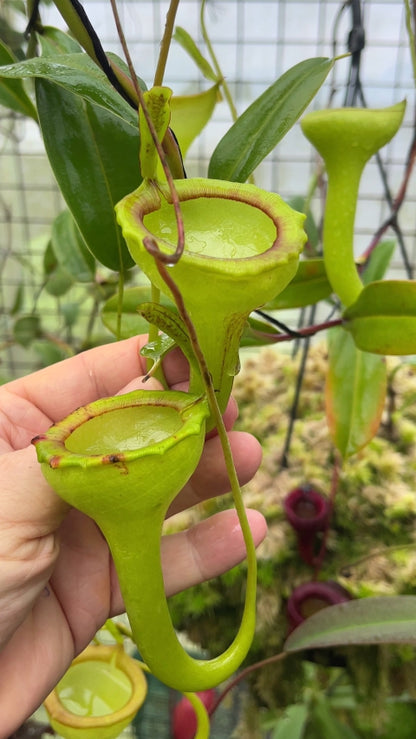 N. jamban – grex # 1 – two selected clones: BE-3875 *Pre-Order*