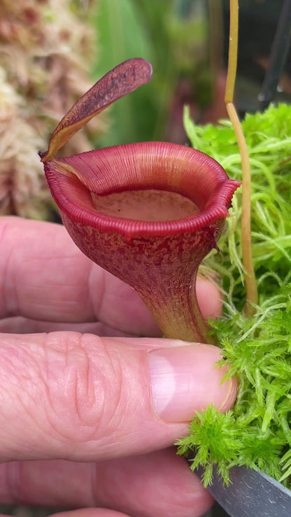 N. jamban – grex # 1 – two selected clones: BE-3875 *Pre-Order*