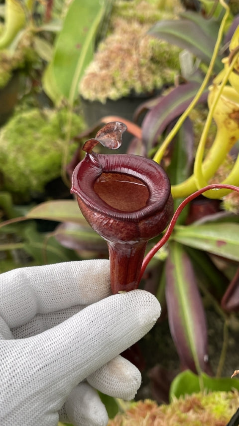 N. jamban – grex # 1 – two selected clones: BE-3875 *Pre-Order*