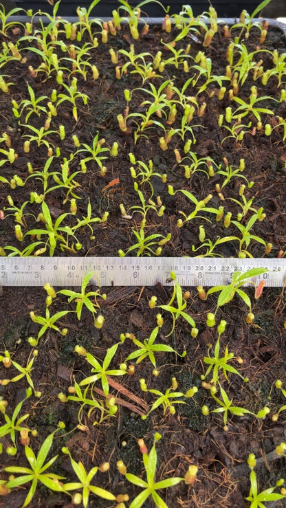 N. jamban – grex # 1 – two selected clones: BE-3875 *Pre-Order*