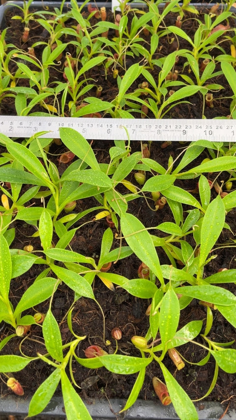 N. jamban – grex # 1 – two selected clones: BE-3875 *Pre-Order*