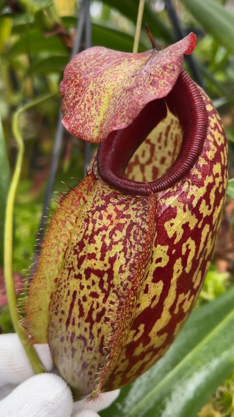 N. merrilliana x aristolochioides – best selected clones: BE-3877 *Pre-Order*