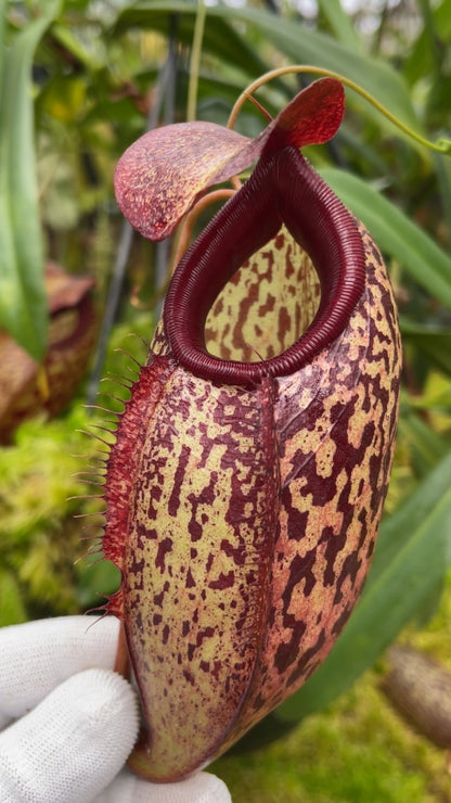 N. merrilliana x aristolochioides – best selected clones: BE-3877 *Pre-Order*