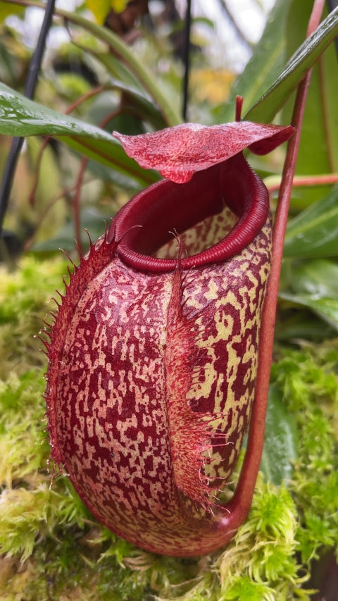 N. merrilliana x aristolochioides – best selected clones: BE-3877 *Pre-Order*