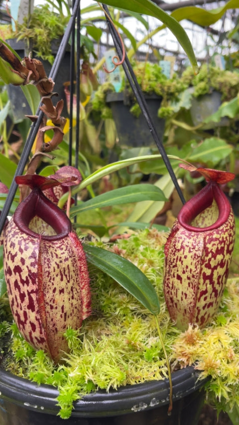N. merrilliana x aristolochioides – best selected clones: BE-3877 *Pre-Order*
