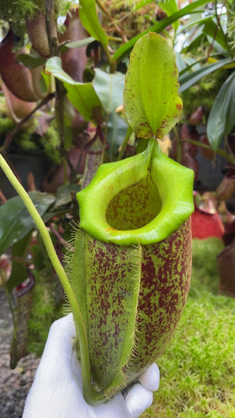 N. spathulata x ampullaria – burgundy speckled: BE-3881