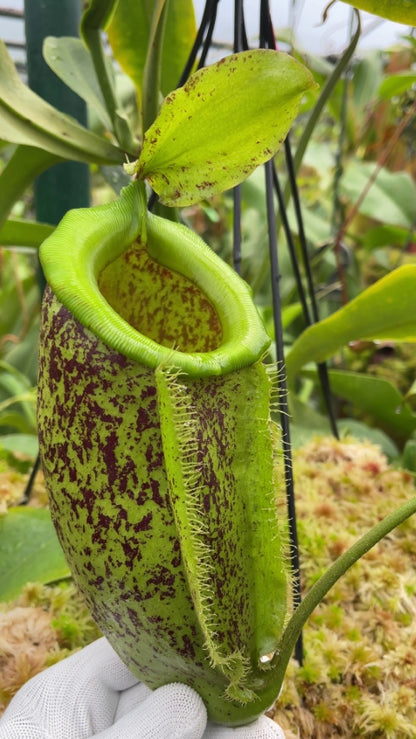 N. spathulata x ampullaria – burgundy speckled: BE-3881 *Pre-Order*