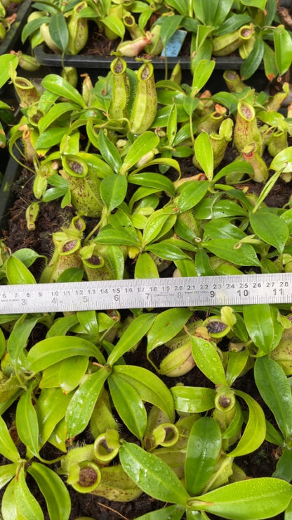 N. spathulata x ampullaria – burgundy speckled: BE-3881 *Pre-Order*