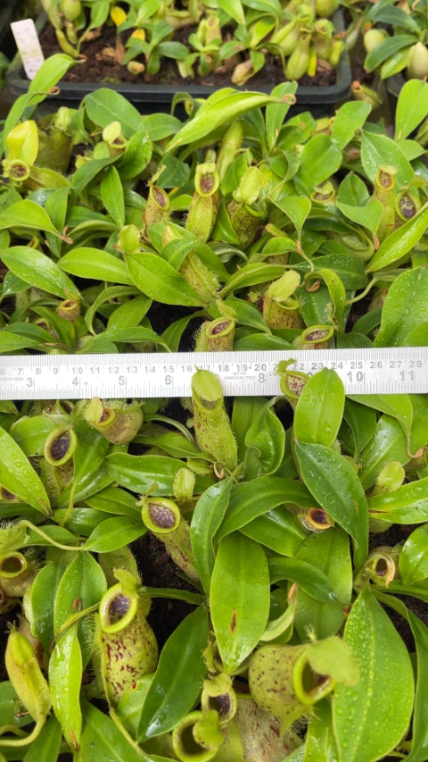 N. spathulata x ampullaria – burgundy speckled: BE-3881 *Pre-Order*