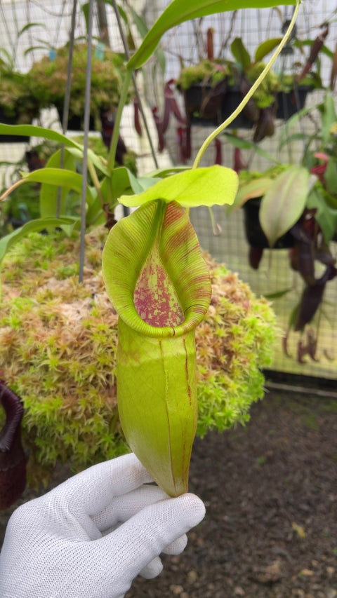 N. singalana x ovata – assorted clones: BE-3882 *Pre-Order*