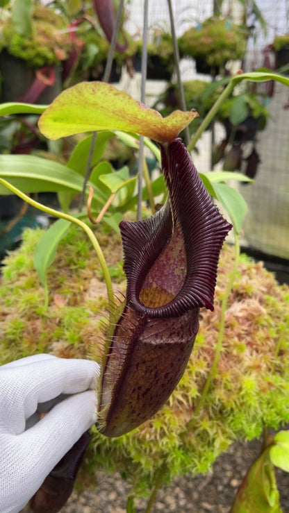 N. singalana x ovata – assorted clones: BE-3882 *Pre-Order*