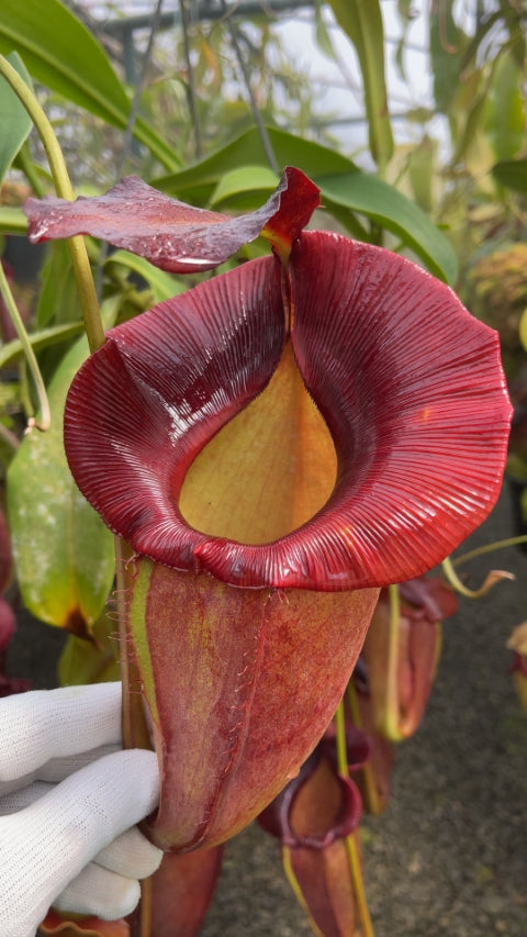 N. spathulata x jacquelineae – assorted clones: BE-3883