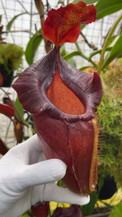 N. spathulata x jacquelineae – assorted clones: BE-3883 *Pre-Order*