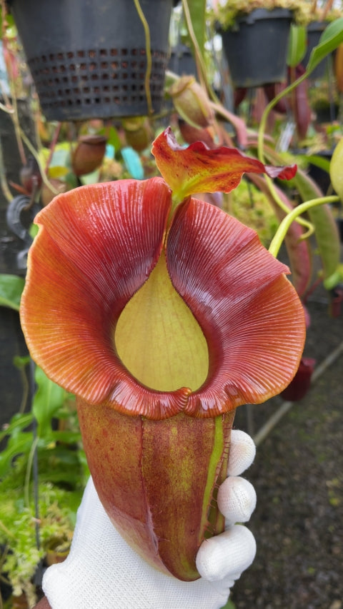 N. spathulata x jacquelineae – assorted clones: BE-3883 *Pre-Order*