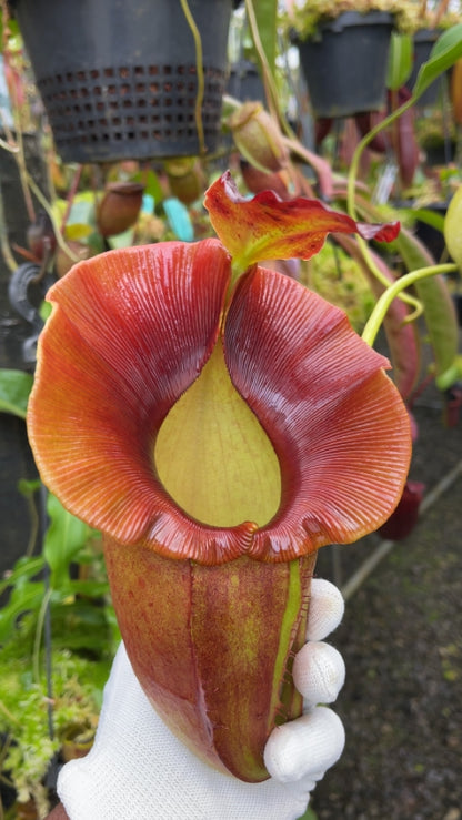 N. spathulata x jacquelineae – assorted clones: BE-3883 *Pre-Order*