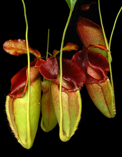 N. spathulata x jacquelineae – assorted clones: BE-3883 *Pre-Order*