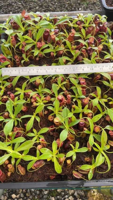 N. spathulata x jacquelineae – assorted clones: BE-3883 *Pre-Order*
