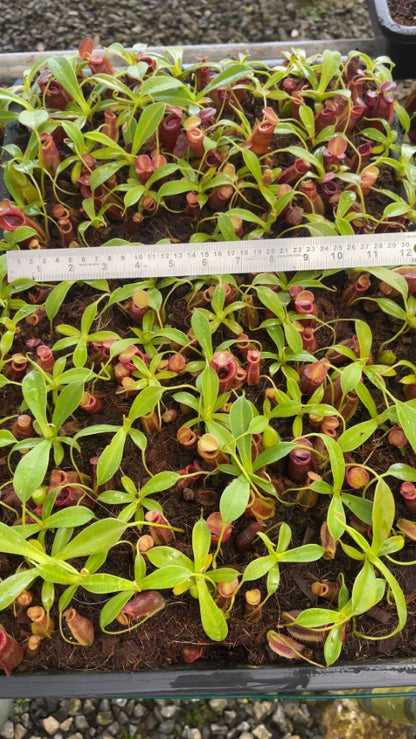 N. spathulata x jacquelineae – assorted clones: BE-3883 *Pre-Order*