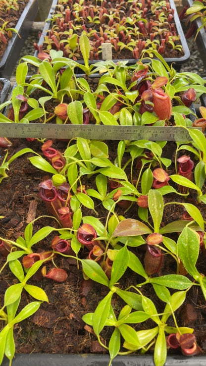 N. spathulata x jacquelineae – assorted clones: BE-3883 *Pre-Order*