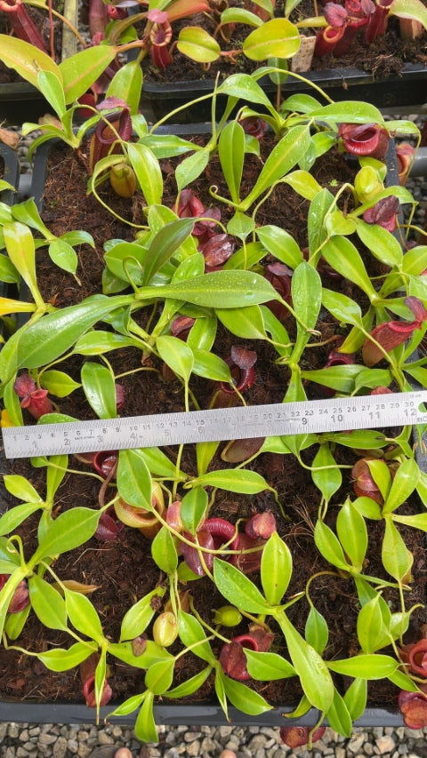 N. spathulata x jacquelineae – assorted clones: BE-3883 *Pre-Order*