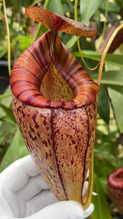 N. spectabilis x tenuis – assorted clones: BE-3884