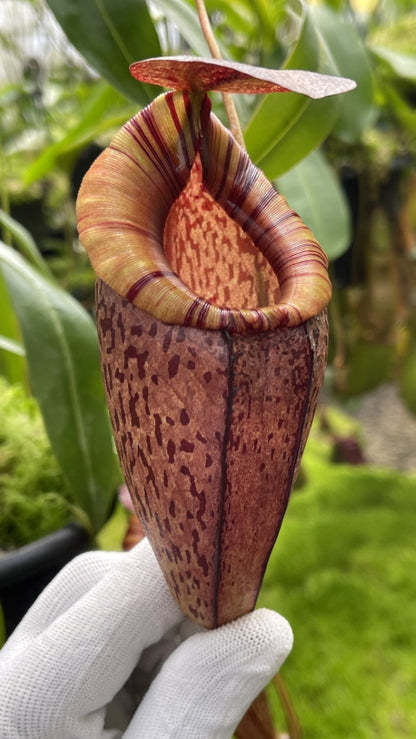 N. spectabilis x tenuis – assorted clones: BE-3884 *Pre-Order*