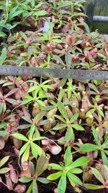 N. spectabilis x tenuis – assorted clones: BE-3884 *Pre-Order*