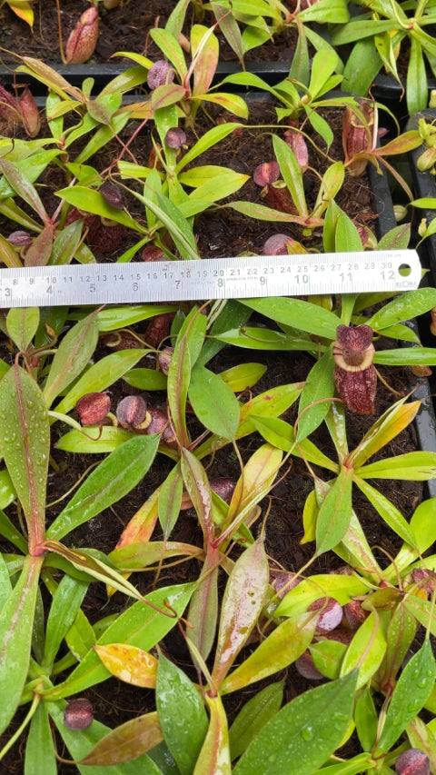 N. spectabilis x tenuis – assorted clones: BE-3884 *Pre-Order*