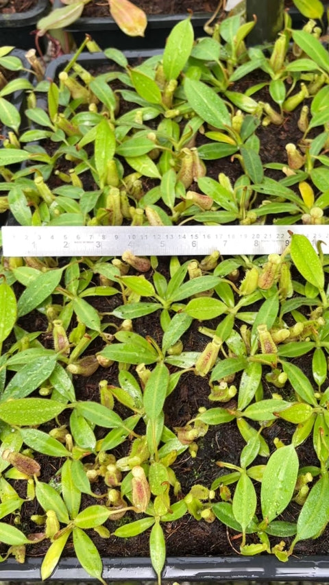 N. burbidgeae x platychila: BE-3886 *Pre-Order*