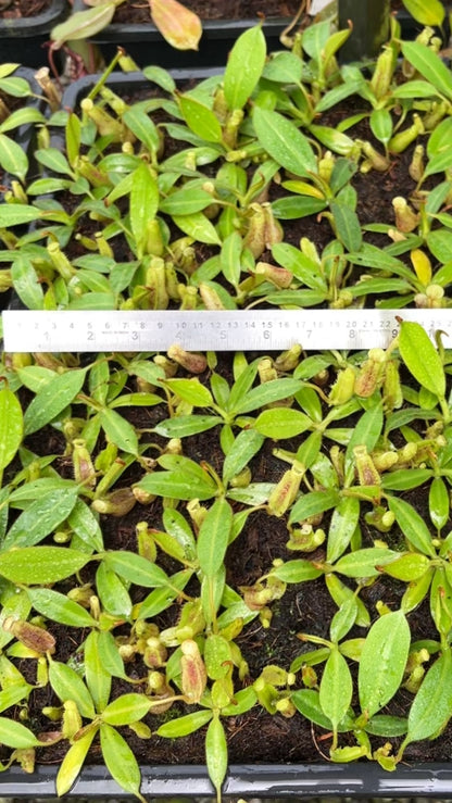 N. burbidgeae x platychila: BE-3886 *Pre-Order*
