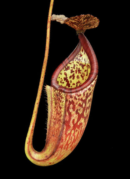 N. burbidgeae x glandulifera - best selected clone: BE-3888