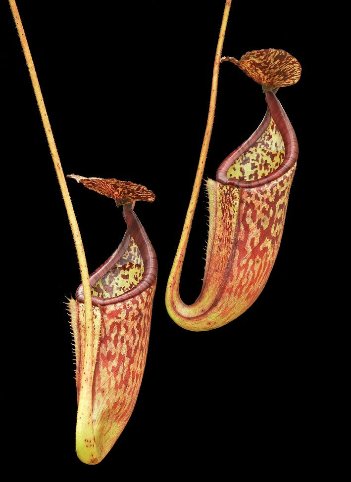 N. burbidgeae x glandulifera - best selected clone: BE-3888 *Pre-Order*