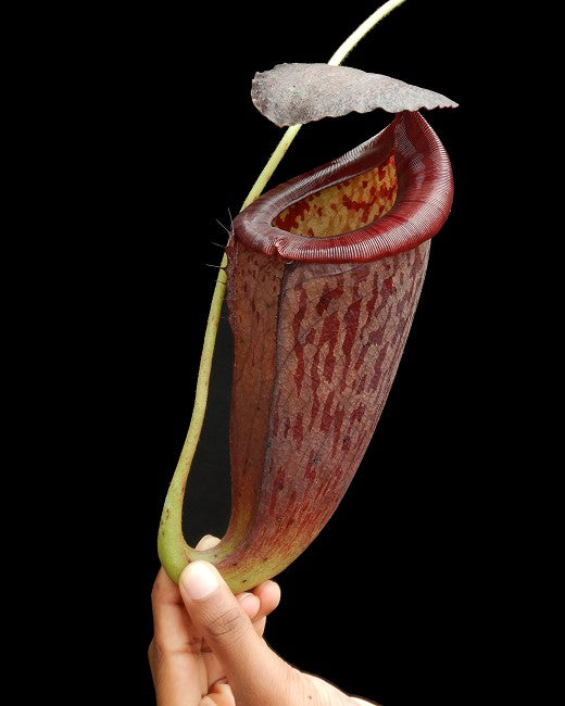 N. glandulifera x tenuis – assorted clones: BE-3891 *Pre-Order*