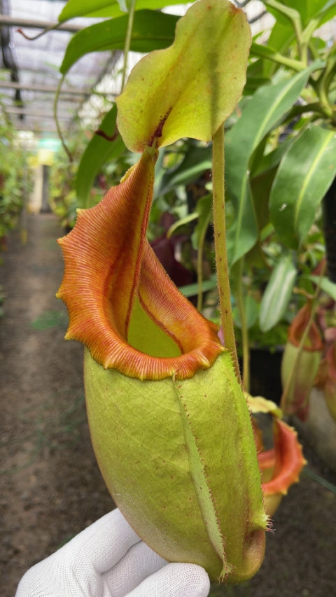 N. veitchii x mira - best selected clone: BE-3892