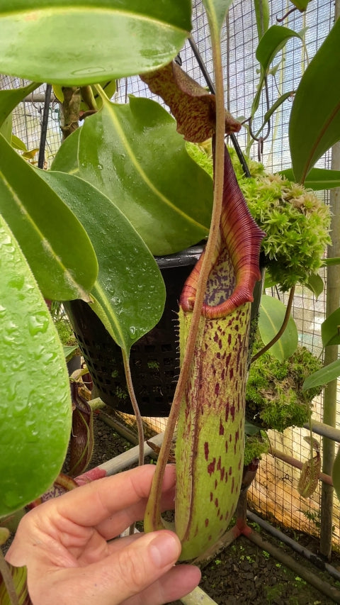 N. robcantleyi x zakriana - assorted clones: BE-3893