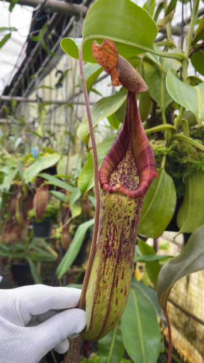 N. robcantleyi x zakriana - assorted clones: BE-3893 *Pre-Order*
